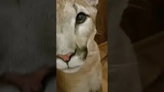 Puma Hercules Purring & Meowing 😻