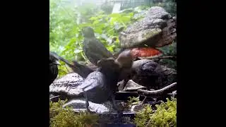 Война за воду СКВОРЦЫ #birds #nature