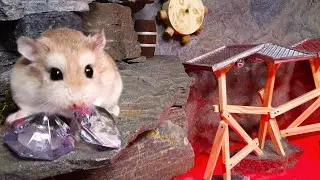 Best HAMSTER ADVENTURE STORIES with REAL LIFE ANIMALS 🐹