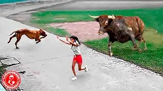 1 HORA CON ANIMALES INCREIBLES CAPTADOS POR LAS CAMARAS