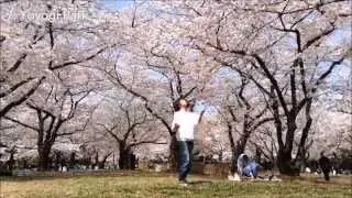 Cherry Blossom Juggling....... in Tokyo