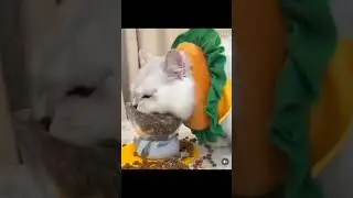 Когда утром села на диету,а вечером встала с нее 🤣😅