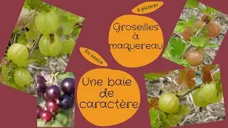 LA GROSEILLE A MAQUEREAU
