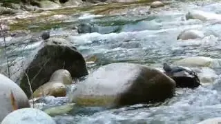 American Dippers at Englishman River June 2016