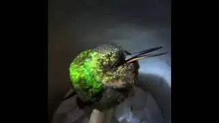 Ever heard a snoring hummingbird