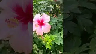 Удивительный Тайланд (3)