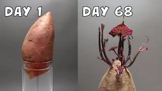 What happens when you put a sweet potato in water | 68 Days in 3 Minutes Timelapse