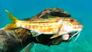 Pescasub: Tra mare e campagna non ci si lagna