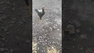 Эн кучту дакан шамо