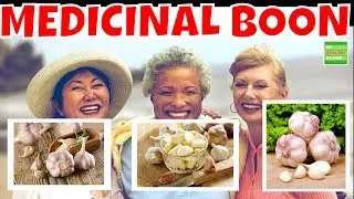 GARLIC The Medicinal Boon For Mankind You Need To Know.