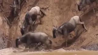 Crocodiles vs hippo, Wildebeest Vs Huge Wild animals fight to death Crocodile attack prey