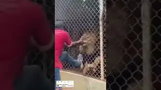 person making selfie with lion finally 😅🤣😅#shorts #trending  #trendingshorts #funnyvideo #funny