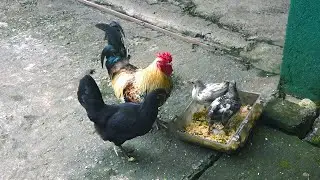 Chicken Family