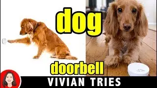 Teaching my Dog to Ring Doorbell - Vivian Tries