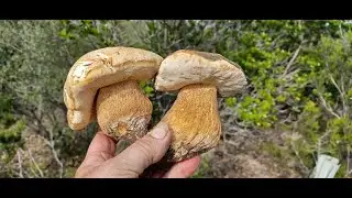 5 Seguimiento de Aereus y Amanitas Mayo 2024