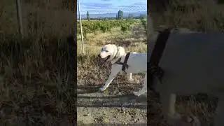 Грузинская горная собака N.M TETRI KHODA