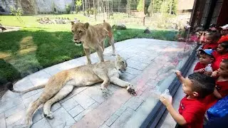 Yourtravelmates! Fearless videos! Next vacay! Fun at Turtle back zoo! Travel around the world!
