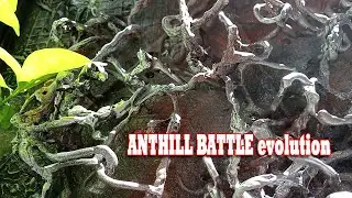 Anthill Battle Evolution