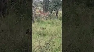 Graceful Leap: Impala Encounter with Young Baboon. 