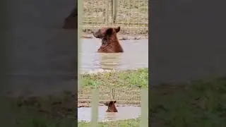 Мишка Пряник водные процедуры