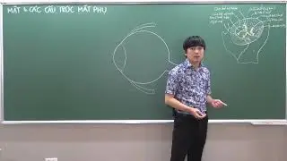 ĐẦU-MẶT-CỔ: NHÃN CẦU - (1) Ổ MẮT VÀ HÌNH THỂ NGOÀI NHÃN CẦU
