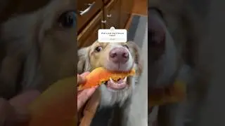 #papaya  #treats  #dog