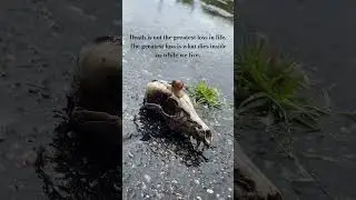 Beauty of life and death 