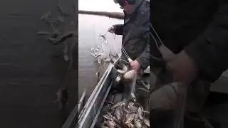 ПРОМЫСЛОВАЯ РЫБАЛКА. ТОННЫ КАРАСЯ.