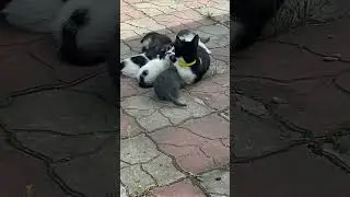 Разборки в маленьком Бронксе
