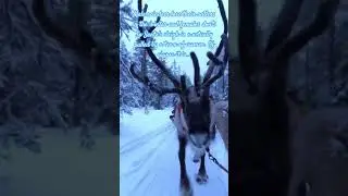 #christmas #best #funny #shorts #viral #trending #animals #winter #snow #fyp