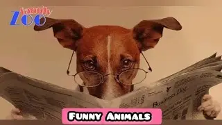 Funny Animal | Funny Animals | Funny Animal Videos | Cats | Funny Cats | Dogs | Zoofamily