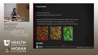 Seeing Red (and Green and Blue): The Evolution of Color Vision [ARCHIVE]