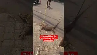 Biawak mirip Buaya masuk rumah warga #hewan #binatang #biawak #buaya #evakuasi #rumah #youtubeshorts