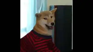 Собака играет в компьютер.