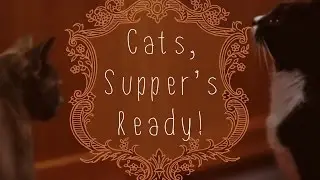 Cats, Supper's Ready!!