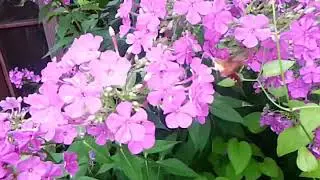 Hummingbird Moth sloe mo