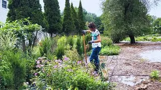 Transplanting Perennial Phlox and a Boxwood || Gardening Tips