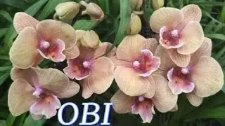 №723/ НЕВЕРОЯТНО КРАСИВАЯ поставка ОРХИДЕЙ в OBI