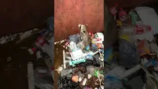 Otis the Dumpster Diving Raccoon at it again #nature #raccoon