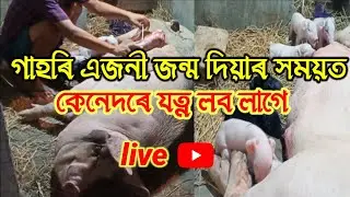 Taking care of farrowing mother pig and piglets ll Sows giving birth at night ll