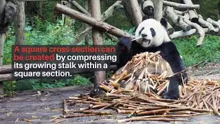 Bamboo is the construction material of the future in civil engineering