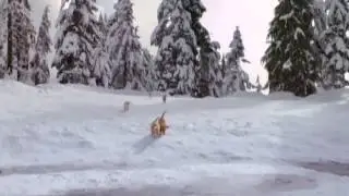 Snow Buddies