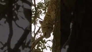 Leopards are the ultimate ambush hunters. #InternationalLeopardDay