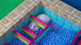 🐹 Самый большой в мире лабиринт с хомяком - полоса препятствий!