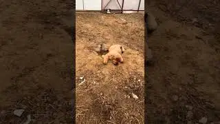 Шкодливый мастиф