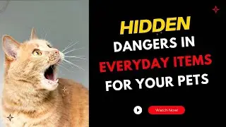 Hidden Dangers in Everyday Items for Your Pets?