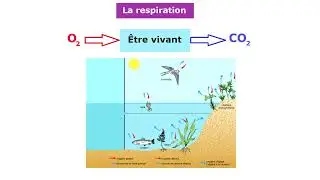 La respiration dans différents milieux 1AC