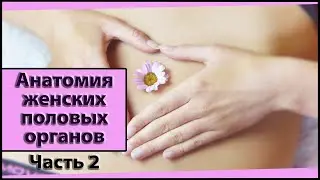 Anatomy of the Female Genital Organs. Internal Female Genital Organs. Part 2/3