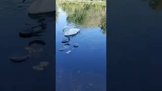 Лебединое озеро