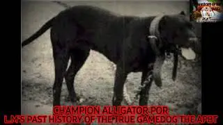 APBT  Plumber's Champion Alligator 3XW POR